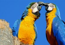 Câmara aprova projeto que reconhece a Arara-canindé como ave símbolo de Sinop